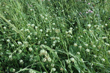 grass, green, nature, plant, field, summer, lawn, meadow, natural, dew, morning, rain, close-up,