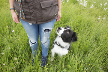 Border Collie beside dog trainer waiting for orders