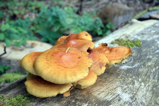 Pleurotus ostreatus / Mushroom colony on an old tree