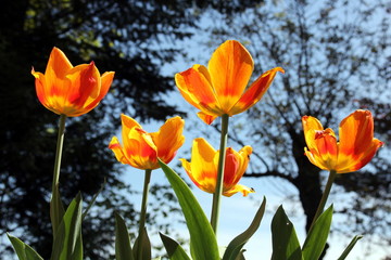 Luminous yellow and orange tulips illuminated by sunlight