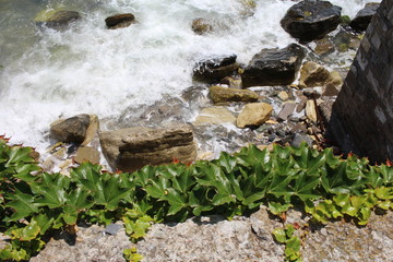 A plant of ivy grows on a rock above a raging sea.