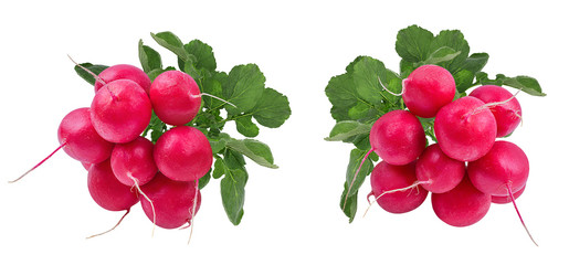 Fresh red radish isolated on white background with clipping path