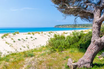 Cercles muraux Plage de Bolonia, Tarifa, Espagne Green pine trees on Bolonia beach, Andalusia, Spain