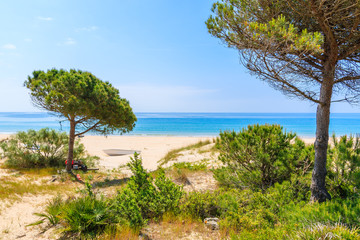 Obraz na płótnie Canvas Green pine trees on sand dune and blue sea view on white sand Bolonia beach, Andalusia, Spain