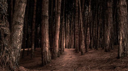 Naklejka premium Neusa Forest