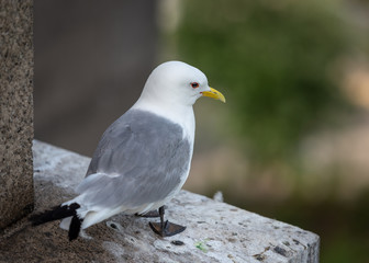 River Tyne Kittiwakes Newcastle 