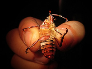 Holding a bug