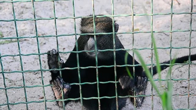 Cercopithecus mitis, blue monkey, diademed monkey