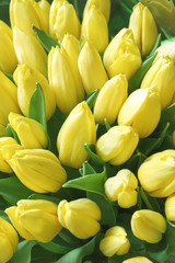 many yellow Tulips