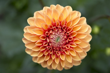Abstract closeup macro of orange dahlia flower with pretty petals