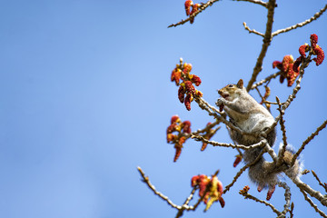 Dining squirrel