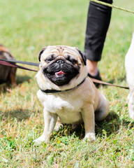Fototapeta premium Pug dog