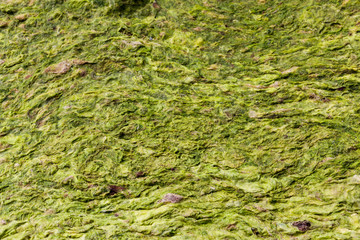 Seaweed macro background in green and yellow. Grass macro on the beach. Blurred with focal point. Sea bed macro close-up.