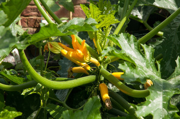 Courgette flowers in spring 