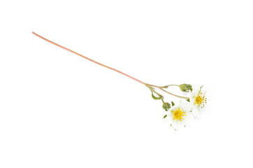 Wild flowers of wild strawberry isolated on white background.