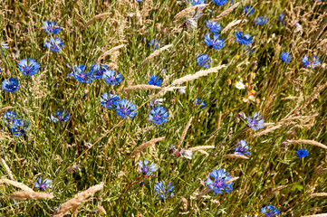 Blue corn flowers