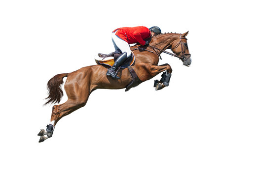 Rider on bay horse in jumping show, isolated on white background