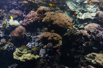 Tropical fish with corals and algae in blue water. Beautiful background of the underwater world.