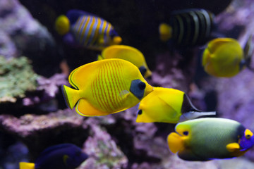 yellow tropical fishes meet in blue coral reef sea water aquarium