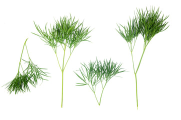 Green leaf isolated on white background. Plant stalk.