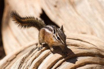 Streifenhörnchen