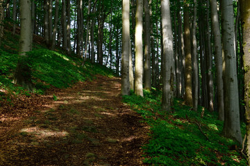 Der Weg in den Wald