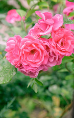 closeup of rose bush flowers in garden