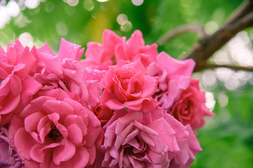 closeup of rose bush flowers in garden