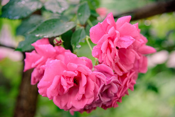 closeup of rose bush flowers in garden