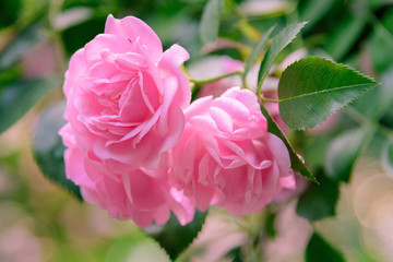 closeup of rose bush flowers in garden