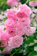 closeup of rose bush flowers in garden