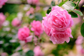 closeup of rose bush flowers in garden