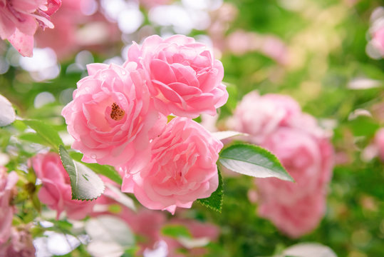 closeup of rose bush flowers in garden