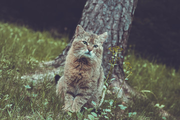 задумчивый кот у дерева