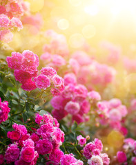 Obraz premium Spring or summer floral background; pink rose flower against the sunset sky