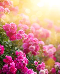 Poster Spring or summer floral background  pink rose flower against the sunset sky © Konstiantyn