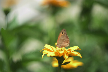 Close-up of a butterfly sitting on an orange flower in the garden
