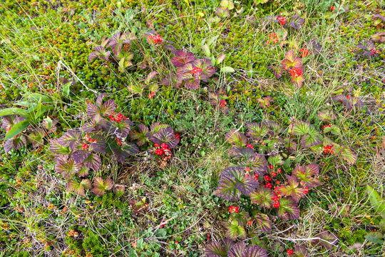 Red berries on a stone bramble rocky on the tundra. rubus saxatilis