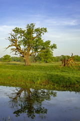 dąb nad wodą