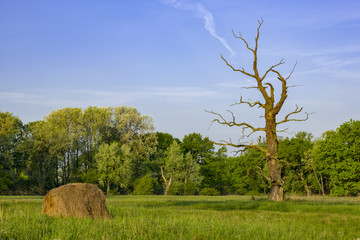 stary dąb © winiar