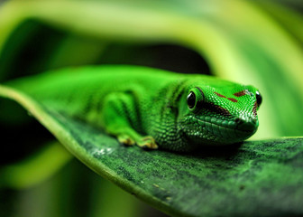 Lizard on leaf