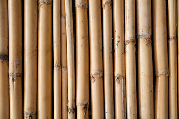 Bamboo