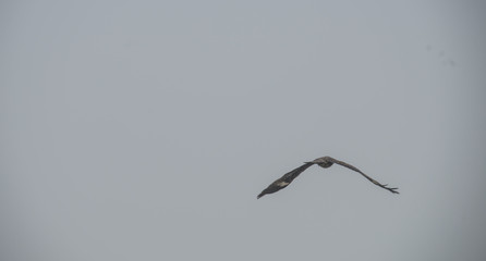 Brid