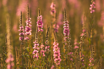 Wild meadow flowers at sunset - colorful background