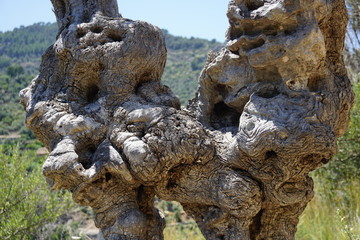 Fototapeta na wymiar View of virgin tunk of an old olive tree shooted closely. You can see fancy patterns on this trunk. Spain, Mallorca, near village Deya, summer 2018.
