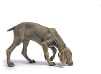 Cute Pure Bred Weimaraner puppy