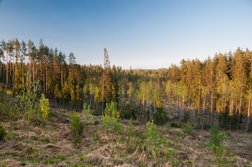 Aerial view overhand the green forest and blue sky at sunset