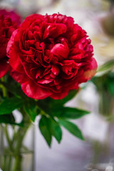 bright red peony in a glass vase close-up