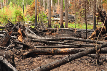 Burnt charred fallen trees after a forest fire