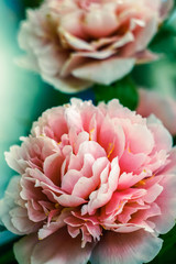 decorative image of white-pink peonies on blurred background close-up